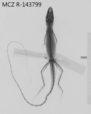 Media type: image;   Herpetology R-143799 Aspect: dorsoventral x-ray